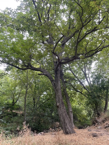Persian walnut