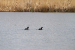 Podiceps nigricollis