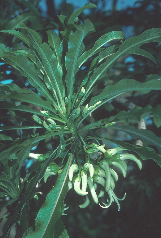 Clermontia pyrularia