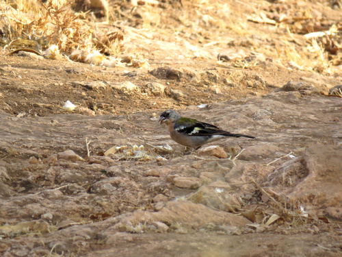 African Chaffinch