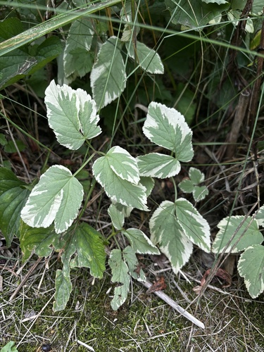 Goutweed