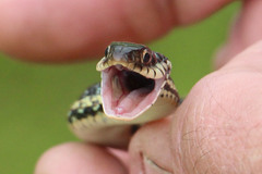 Thamnophis sirtalis annectens