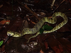 Bothrops pulcher