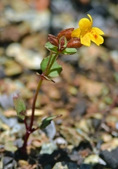 Erythranthe serpentinicola