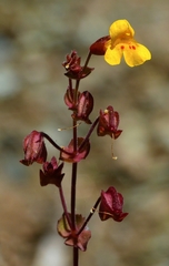 Erythranthe serpentinicola