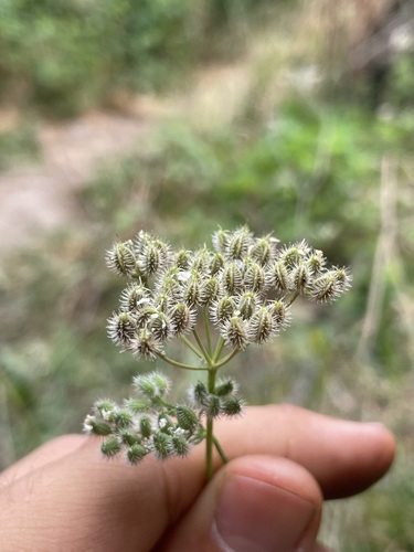 common hedge parsley