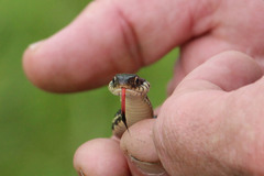 Thamnophis sirtalis annectens