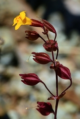 Erythranthe serpentinicola
