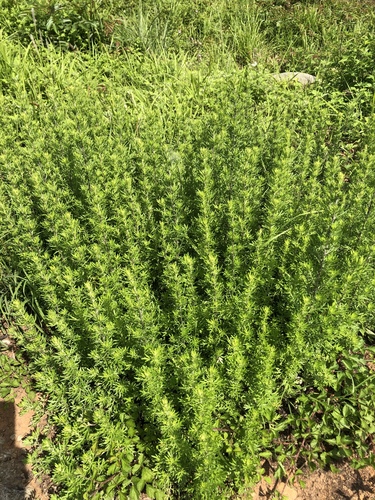 Artemisia lancea iNat (1)