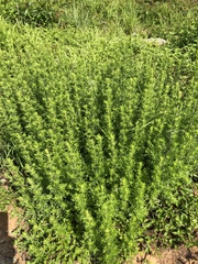 Artemisia lancea