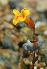 Erythranthe serpentinicola