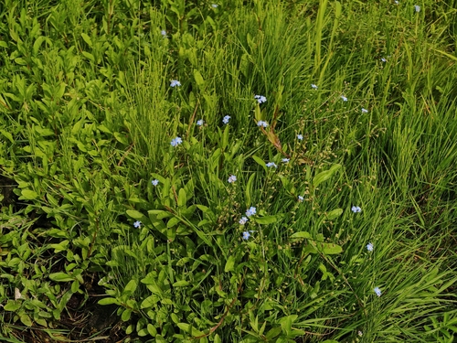 water forget-me-not
