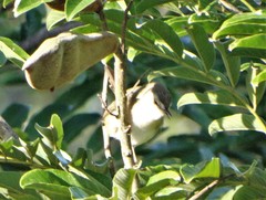 Prinia subflava pondoensis