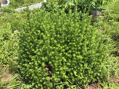 Artemisia lancea