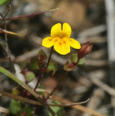 Erythranthe serpentinicola