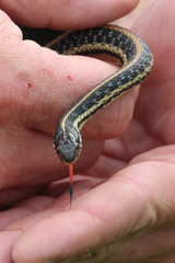 Thamnophis sirtalis annectens