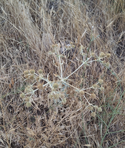 Field Eryngo