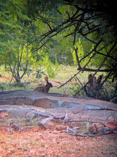 Indian Hare