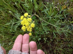 Lomatium utriculatum