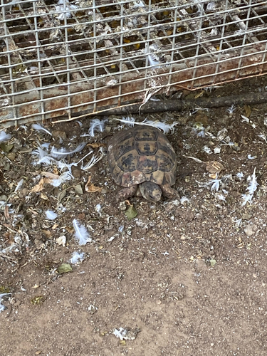 Greek Tortoise