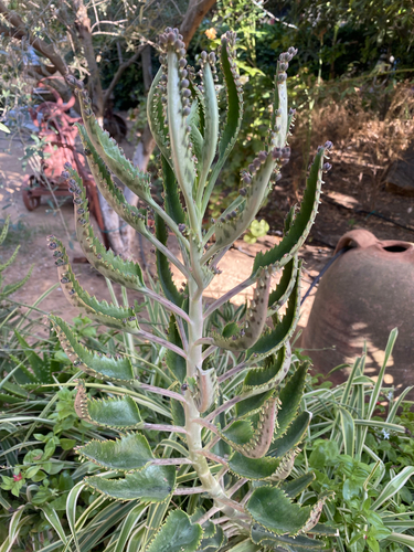 Alligator plant