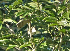 Prinia subflava pondoensis