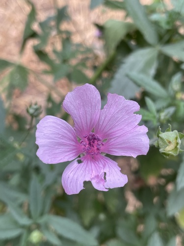 Hemp-leaved Mallow