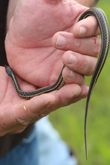 Thamnophis sirtalis annectens