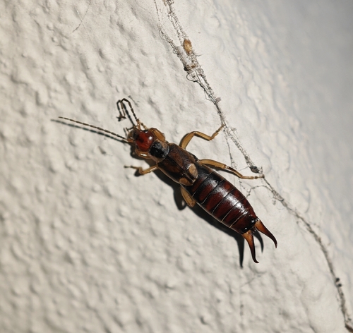 European Earwig