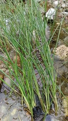 Juncus texanus