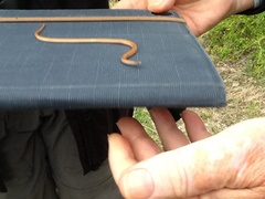 Tantilla gracilis