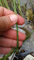 Juncus texanus
