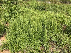 Artemisia lancea