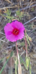 Clarkia rubicunda