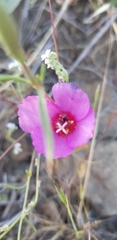 Clarkia rubicunda