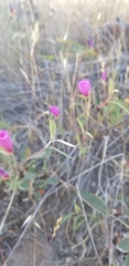 Clarkia rubicunda