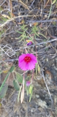 Clarkia rubicunda