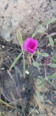 Clarkia rubicunda