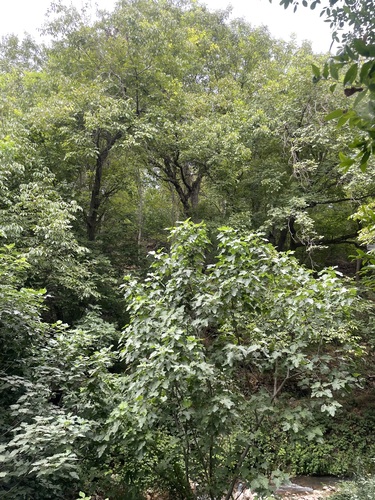 Ficus carica carica