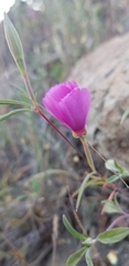 Clarkia rubicunda