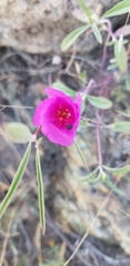 Clarkia rubicunda
