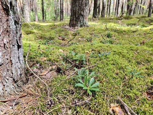 pipsissewa