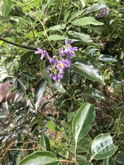 Solanum seaforthianum