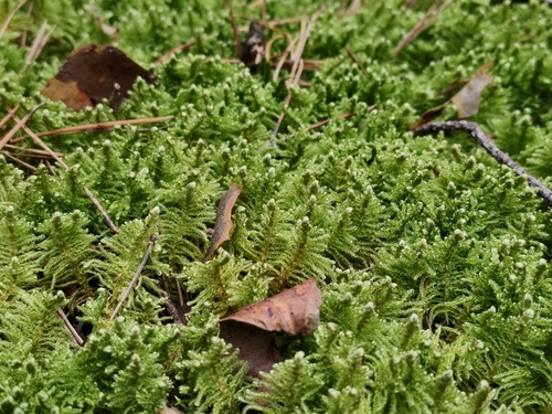 Ostrich-plume Moss