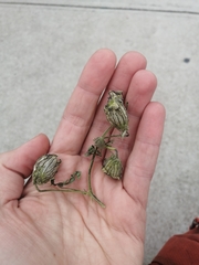 Hibiscus tridactylites