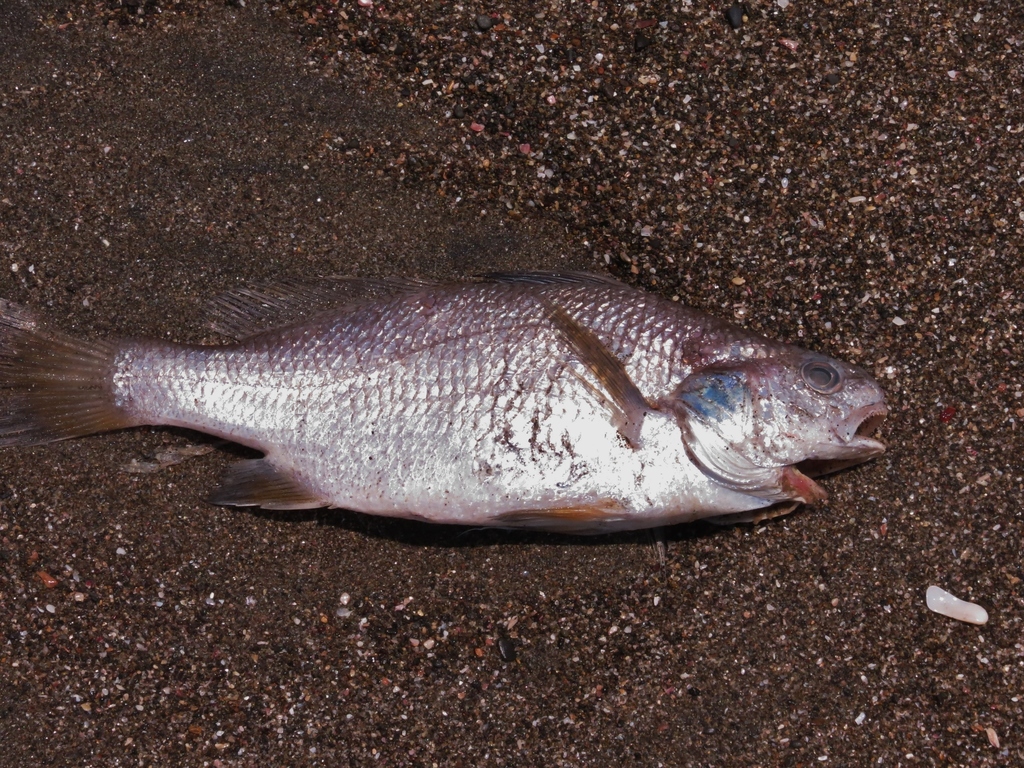 Rounded stardrum (Stellifer fuerthii) — Sciaenidae