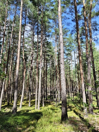 Scots pine