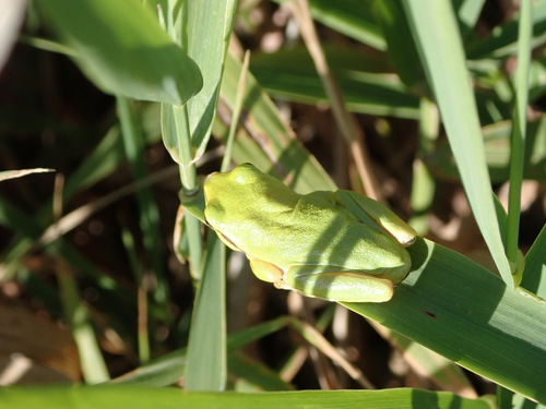 European Tree Frog