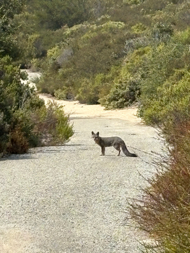 Gray Fox observed by herbiebond