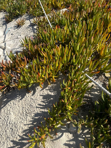 sea fig